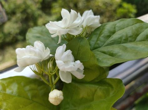 陽台種茉莉花|新手種植茉莉花，只要牢記養護「口訣」，花爆滿盆、。